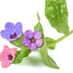 PLUĆNJAK HERBA