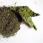 KOPRIVA (ŽARA) SJEME