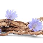 KONJOGRIZ (CIKORIJA) KORIJEN