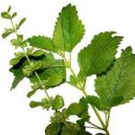 MELISA (MATIČNJAK) HERBA