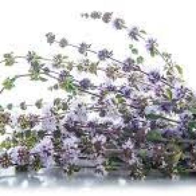 VEREM HERBA