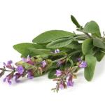 KADULJA, HERBA
