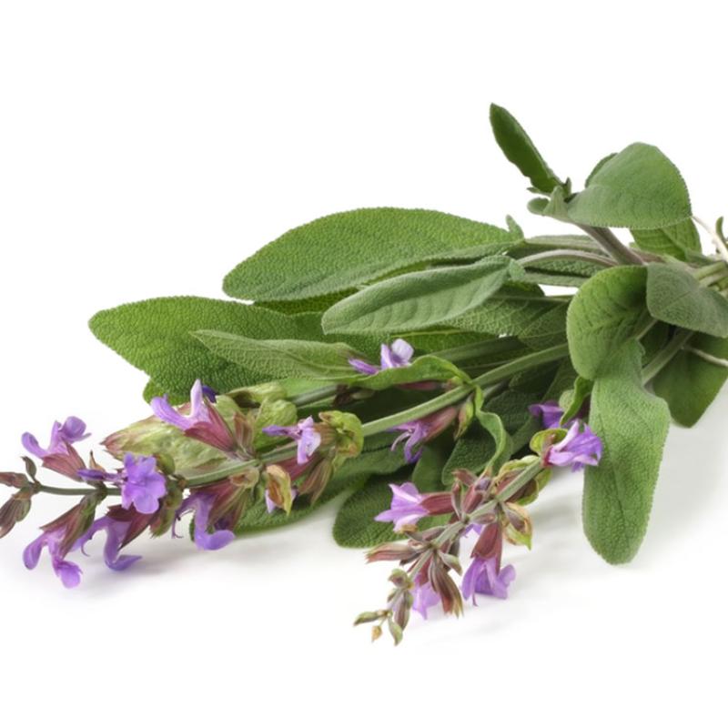 KADULJA, HERBA