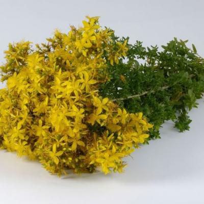 KANTARION HERBA