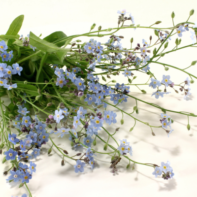 ČESTOSLAVICA HERBA