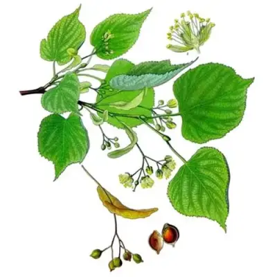 LIPA BIJELA LIST