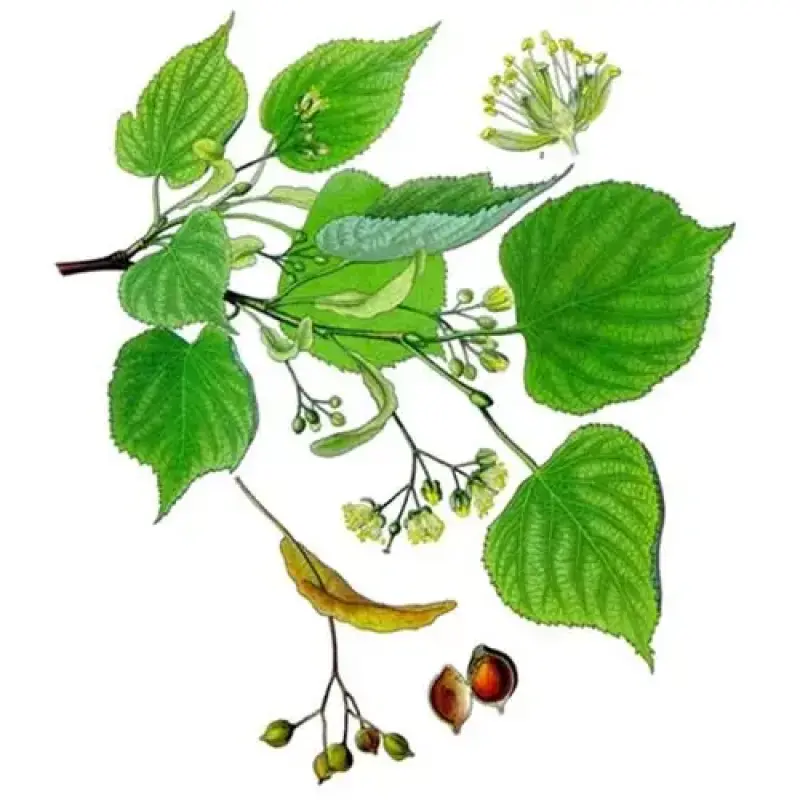 LIPA BIJELA LIST