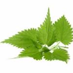 KOPRIVA (ŽARA) LIST