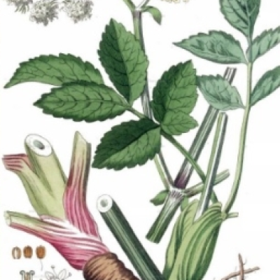 ANĐELIKA KORIJEN