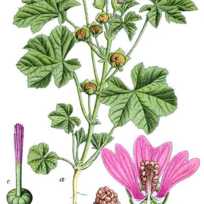 ŠLJEZ CRNI, HERBA