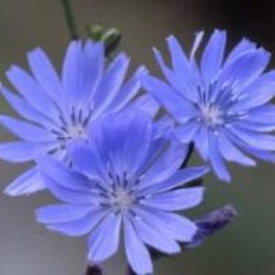 KONJOGRIZ (CIKORIJA) HERBA