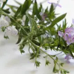 VRIJESAK PRIMORSKI, HERBA