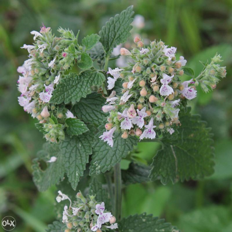 MACINA TRAVA, HERBA